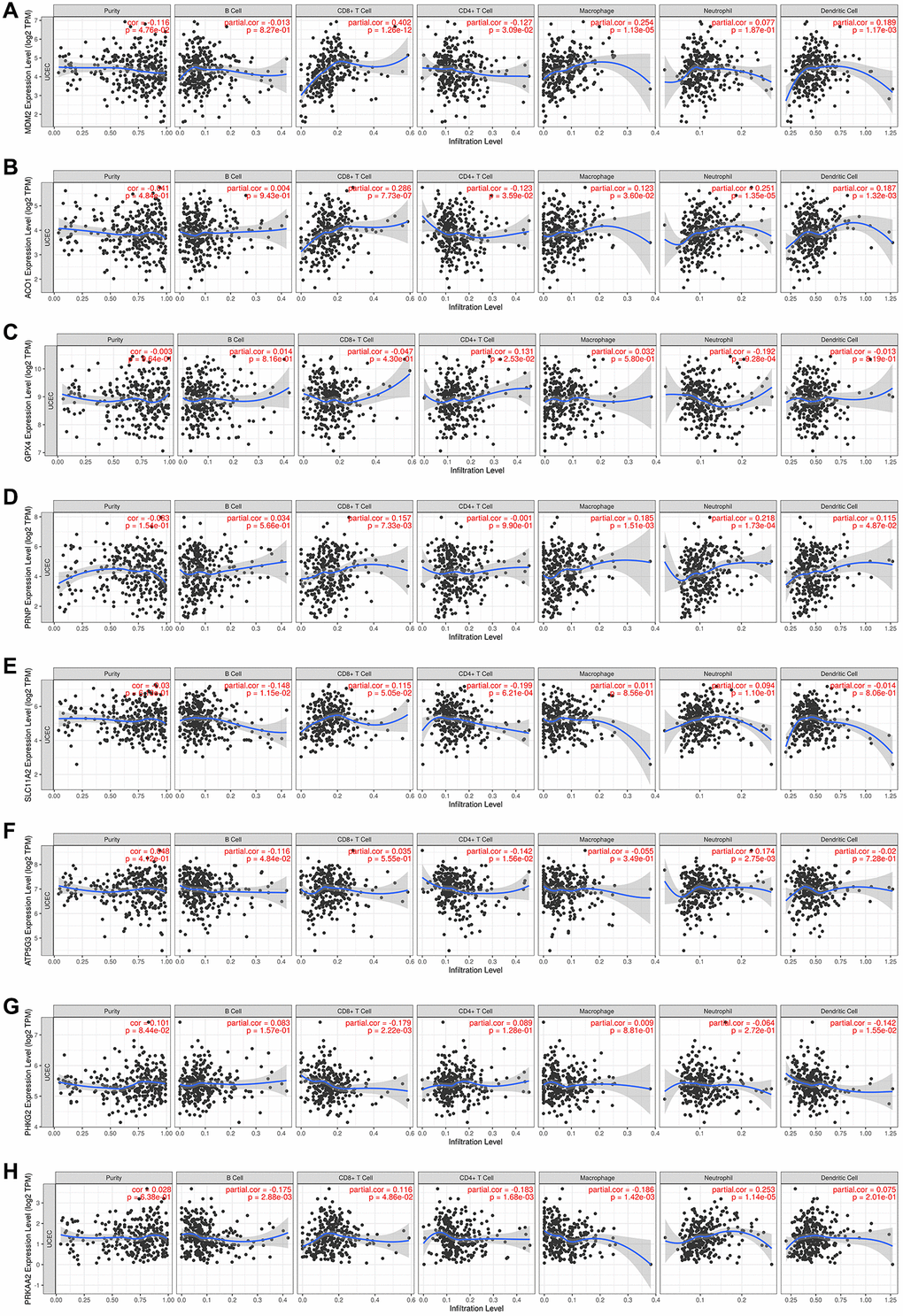 (A–H) The TIMER database results of the correlations between the expression of eight ferroptosis-related genes and immune infiltrating cells in endometrial cancer patients, showing the purity-corrected partial Spearman’s rho value and statistical significance.