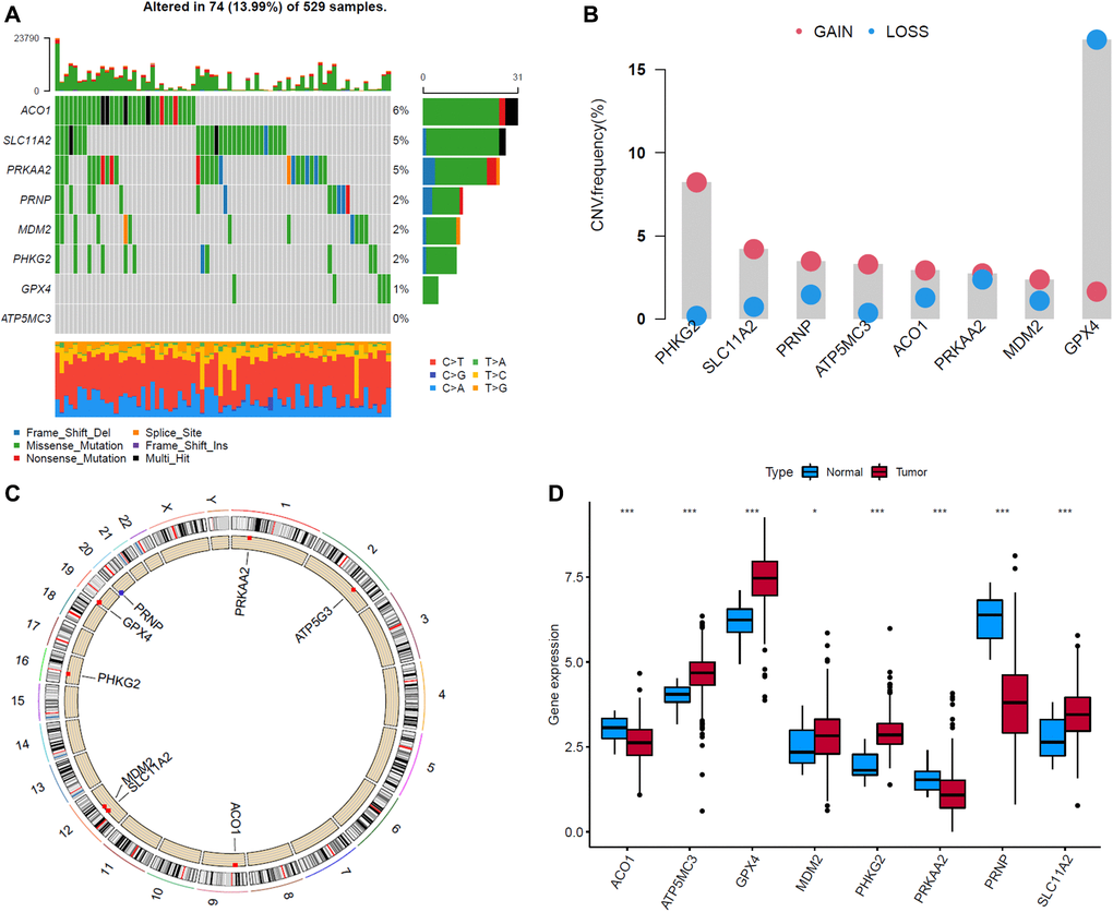 Landscape of genetic and expression variation of eight ferroptosis-related genes (FRGs) in endometrial cancer (EC) samples. (A) The alteration frequency of 8 FRGs in 529 EC samples. Each column represented individual patients. The upper bar plot showed TMB. The number on the right indicated the alteration frequency in each regulator. The right bar plot showed the proportion of each variant type. The stacked bar plot below showed fraction of conversions in each sample. (B) The CNV variation frequency of FRGs in EC samples. The height of the column represented the alteration frequency. The deletion frequency, blue dot; The amplification frequency, red dot. (C) The location of CNV alteration of FRGs on 23 chromosomes. (D) The expression of 8 FRGs between normal tissues and EC tissues. Tumor, red; Normal, blue. The upper and lower ends of the boxes represented interquartile range of values. The lines in the boxes represented median value, and black dots showed outliers. The asterisks represented the statistical p value (*P **P ***P 