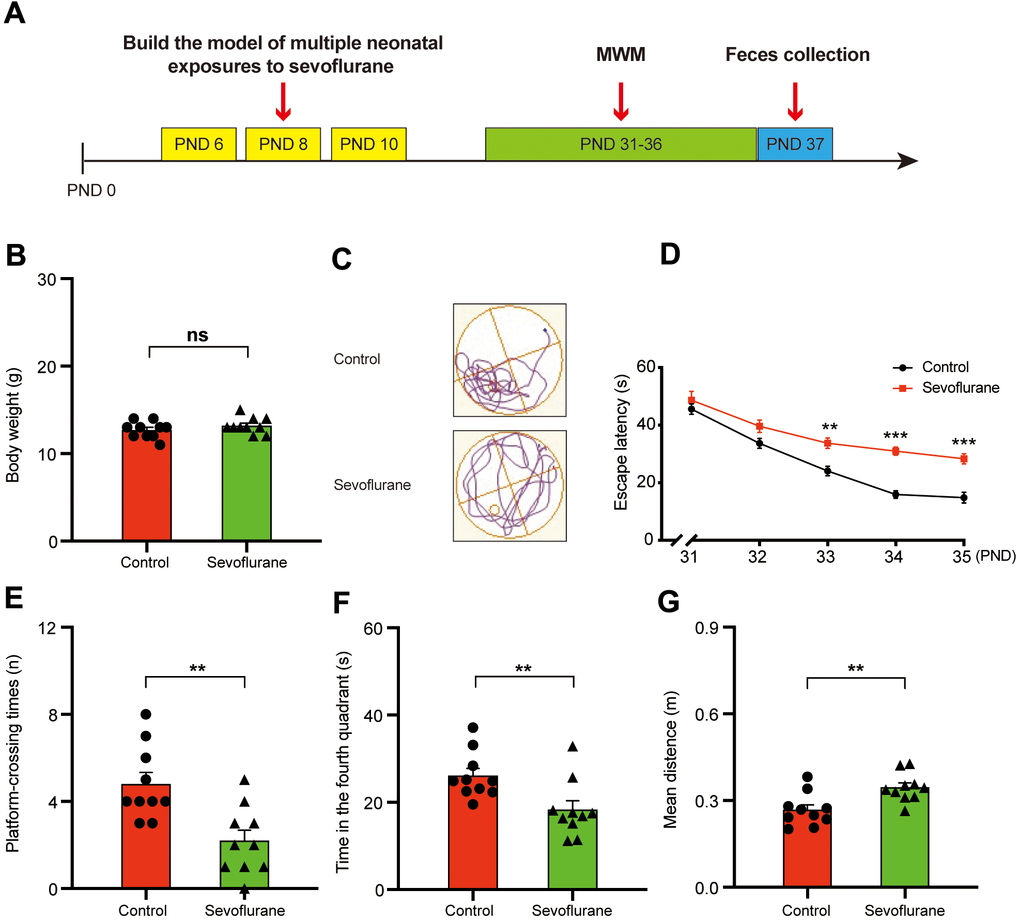 Morris water maze test for control and sevoflurane-treated mice. (A) Experimental schedule: 3% sevoflurane was applied for 2 h daily on PND 6, 8, and 10, MWM test on PND 31–36, and fecal sample collection for 16S ribosomal RNA gene sequencing and fecal bacteria transplant on PND 37. (B) Body weight (Student’s t-test, p > 0.05). (C) Trace plot of control and sevoflurane-treated mice in the MWM test. (D) Escape latency (two-way ANOVA; Time: F4,72 = 67.43, p F1,18 = 43.14, p F4,72 = 3.857, p = 0.007). (E) Platform-crossing instances (Student’s t-test, p = 0.0021). (F) Time spent in the fourth quadrant (Student’s t-test, p = 0.0092). (G) Mean distance from the platform (Student’s t-test, p = 0.0041). PND: postnatal day; ANOVA: analysis of variance; MWM: Morris water maze. Data are shown as mean ± SEM (n = 10). Significance: * p p p 