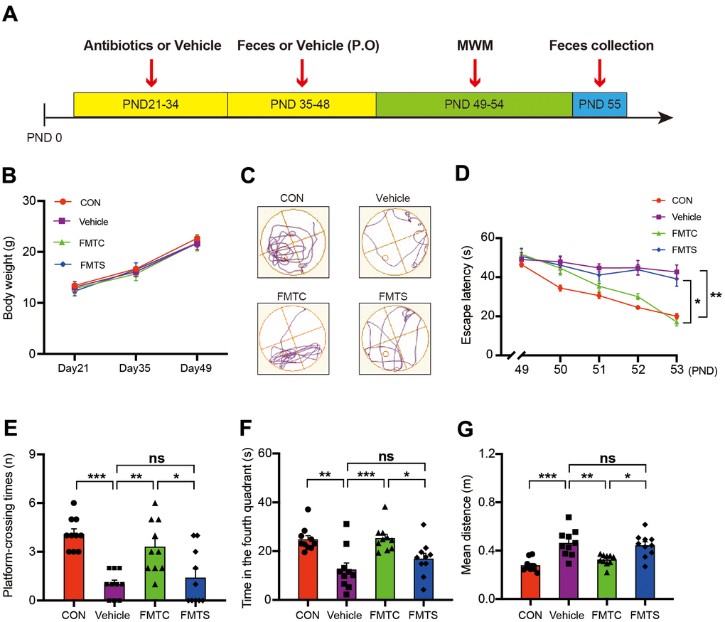 Effects of transplantation of fecal microbiota from control and sevoflurane-treated mice on behavior of pseudo germ-free mice. (A) Experimental summary: fecal microbiota transplantation effects on behavioral testing in pseudo germ-free mice. Wild-type male mice were first treated by administering high doses of antibiotic solution for 14 consecutive days on PND 21–34. Thereafter, mice were orally treated with fetal microbiota of control and anesthesia mice on PND 35–48. The MWM test was performed on PND 49–54. Fecal samples were collected for 16S ribosomal RNA gene sequencing testing on PND 55. (B) Body weight (two-way ANOVA; Time: F2,72 = 959.6, p F3,36 = 1.795, p = 0.17; Interaction: F6,72 = 1.209, p = 0.31). (C) Trace plot of mice in the MWM test. (D) Escape latency (two-way ANOVA; Time: F4,144 = 35.46, p F3,36 = 14.51, p F12,144 = 4.436, p E) Platform-crossing instances (one-way ANOVA; F3,36 = 12.20, p F) Time spent in the fourth quadrant (one-way ANOVA; F3,36 = 8.812, p = 0.0002). (G) Mean distance from the platform (one-way ANOVA; F3,36 = 12.56, p n = 10). * p p p 