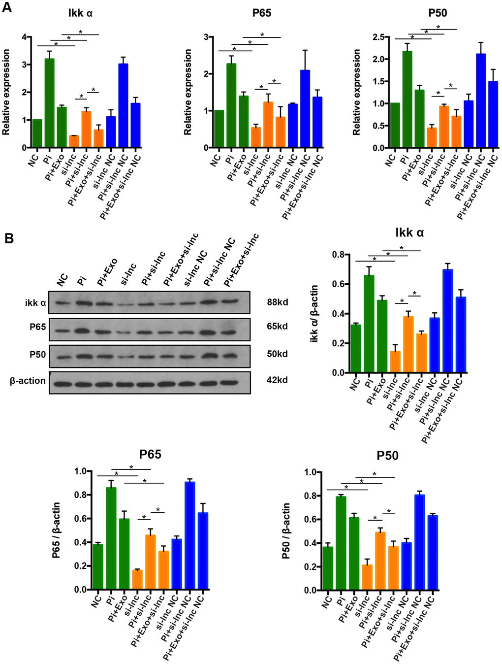 (A) RT-qPCR analysis of mRNAs in the NF-κB signaling pathway. (B) Western blot analysis of proteins in the NF-κB signaling pathway. *P