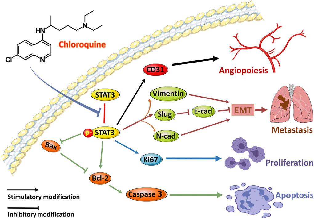 The schematic of the hypothetic mechanisms of CQ effects on p-STAT3/Bcl-2/Caspase3 pathway. CQ inhibited the phosphorylation of STAT3 and then by downregulating the expression of p-STAT3 to suppress the CD31 to inhibit angiopoiesis, and suppress N-cadherin, Vimentin, and Slug as well as downregulate E-cadherin to inhibit EMT and metastasis, and suppress Ki67 to inhibit proliferation, as well as upregulate Bax and Caspase3 and downregulate Bcl-2 to induce apoptosis of OS cells.