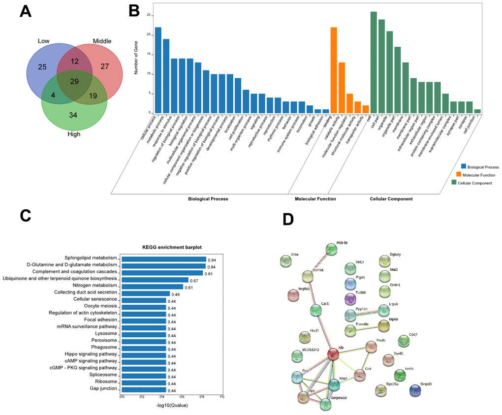 Bioinformatic analysis. (A) The Venn diagram showed a total of 29 proteins that were significantly changed in the different STX dose groups. (B) OmicShare GO enrichment of 29 commonly differentiated proteins. (C) Kyoto Encyclopedia of Genes and Genomes (KEGG) analysis of 29 commonly differentiated proteins. (D) STRING diagram showing the protein-protein interaction network of the 29 commonly differentiated Proteins.