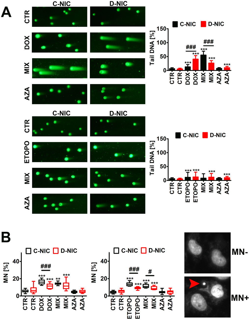 DNMT2/TRDMT1 gene knockout-mediated DNA damage (A) and chromosomal damage (B) in U-251 MG glioblastoma cells treated with DOX or ETOPO. (A) DNA double-strands breaks (DSBs) as tail DNA (%) were assessed using neutral comet assay. Representative microphotographs are shown, objective 10x, DNA staining (green). Bars indicate SD, n = 3, ***p a posteriori test), ###p a posteriori test). (B) Micronuclei (MN) formation was assayed using Hoechst 33342 staining and scored as % (a red arrowhead). Box and whisker plots are shown, n = 3, ***p **p a posteriori test), ###p #p a posteriori test). CTR, control conditions; DOX, doxorubicin treatment; ETOPO, etoposide treatment; AZA, azacytidine treatment; MIX, azacytidine post-treatment; C-NIC, control cells with unmodified levels of DNMT2/TRDMT1 containing control plasmid; D-NIC, cells with DNMT2/TRDMT1 gene knockout containing dedicated DNMT2 double nickase plasmid.