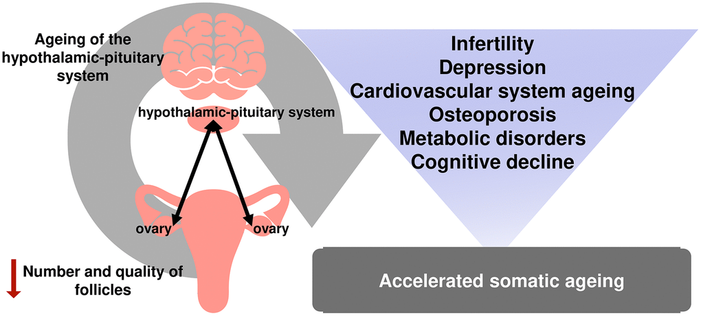 The relationship between reproductive and somatic aging.