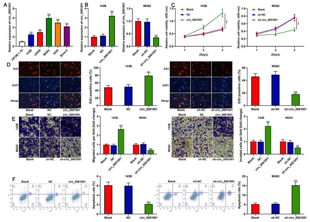 The effects of circ