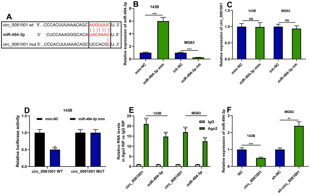 The targeted relationship between circ