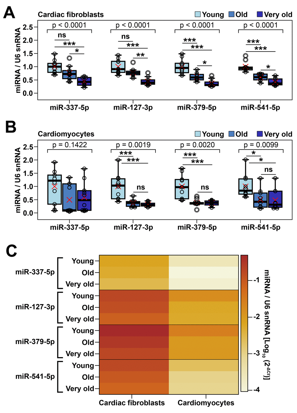 Validation of age-dependent alterations of representative miRNAs from Meg3-Mirg cluster in cardiac fibroblasts and cardiomyocytes (A, B) The expression of representative miRNAs in cardiac fibroblasts (A) and cardiomyocytes (B) in young, old and very old mice; For each miRNA, the expression is presented relative to the young group. One-way ANOVA for equal variances or Welch’s ANOVA for unequal variances, with Tukey post-hoc test for pairs; * p C) Heat map showing the expression of representative miRNAs normalized to U6 snRNA in cardiac fibroblasts and cardiomyocytes harvested from young, old and very old mice. Note that cardiac fibroblasts showed higher miRNA expression than cardiomyocytes.