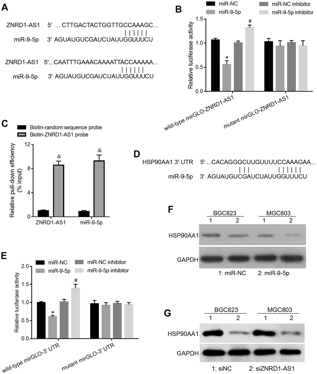 ZNRD1-AS1 targets the miR-9-5p/HSP90AA1 axis. (A) miR-9-5p binding site in the ZNRD1-AS1 sequence. (B) Relative luciferase activity of recombinant luciferase reporter wild-type mirGLO-ZNRD1-AS1 and mutant mirGLO-ZNRD1-AS1 in human embryonic kidney 293T cells cotransfected with miR-NC, miR-9-5p mimic, miR-NC inhibitor, or miR-9-5p inhibitor. (C) Relative ZNRD1-AS1 and miR-9-5p levels in RNA enriched by pulldowns. After transfection with biotinylated ZNRD1-AS1 probe (50 μM) or random sequence probe (50 μM) for 24 h, BGC823 cells were harvested for the pull-down assay. (D) miR-9-5p binding site on 3’ UTR of HSP90AA1. (E) Relative luciferase activities of recombinant luciferase reporter wild-type mirGLO-3’ UTR and mutant mirGLO-3’ UTR when cotransfected with miR-NC, miR-9-5p mimic, miR-NC inhibitor, or miR-9-5p inhibitor. (F) Protein expression of HSP90AA1 in MGC803 and BGC823 cells transfected with siZNRD1-AS1 or siNC, as detected by western blotting. (G) Protein expression of HSP90AA1 in MGC803 and BGC823 cells transfected with siZNRD1-AS1 or siNC, detected by western blotting. *p #p &p 