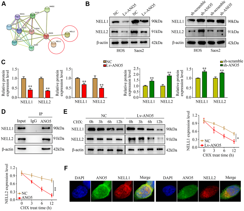 ANO5 bound to and promoted degradation of NELL1 and NELL2. (A) The protein-protein interaction network showed that ANO5 bound to NELL1 and NELL2. (B, C) Western blot showed that ANO5 overexpression decreased, while ANO5 knockdown increased, the expression of NELL1 and NELL2. (D) Immunoprecipitation demonstrated that ANO5 directly bound with NELL1 and NELL2. (E) Overexpression of ANO5 increased the degradation of NELL1 and NELL2. (F) ANO5 was colocalized with NELL1 and NELL2 in osteosarcoma cells. *, PP