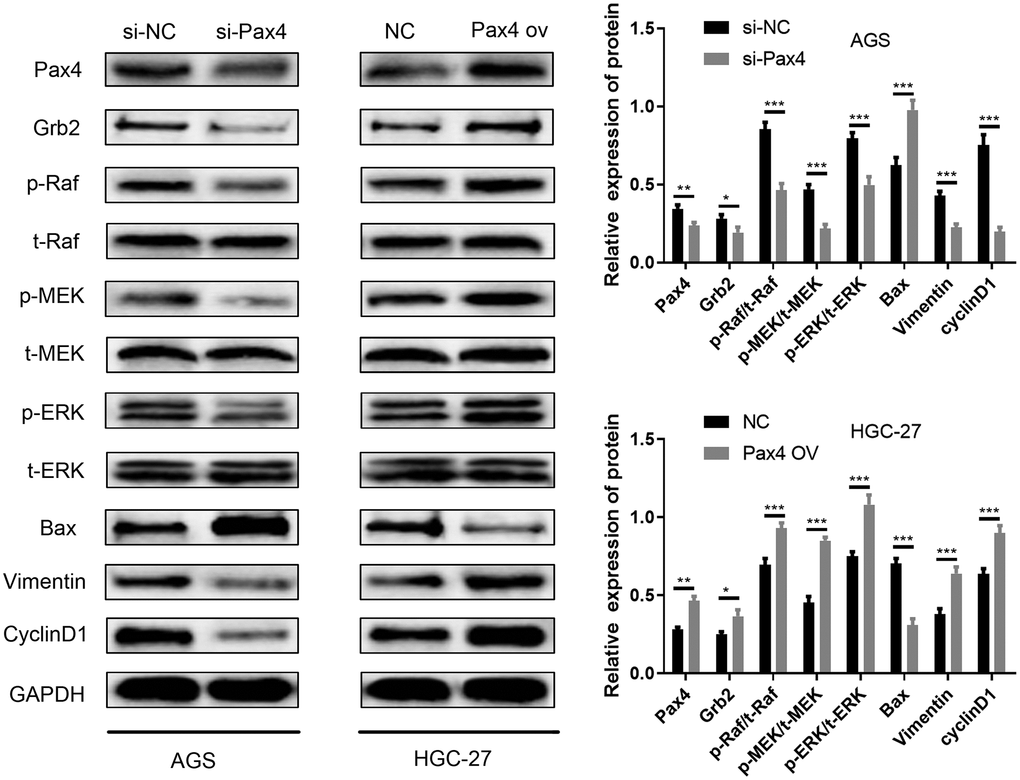 PAX4/miR-27b-3p/Grb2 regulatory loop activates the Ras-ERK pathway. Ras-ERK associated proteins (p-Raf, p-MEK, p-ERK, t-Raf, t-MEK, t-ERK), EMT pathway protein (Vimentin) and cyclin pathway-related protein (cyclinD1) and Bax apoptotic protein were determined using western blot.