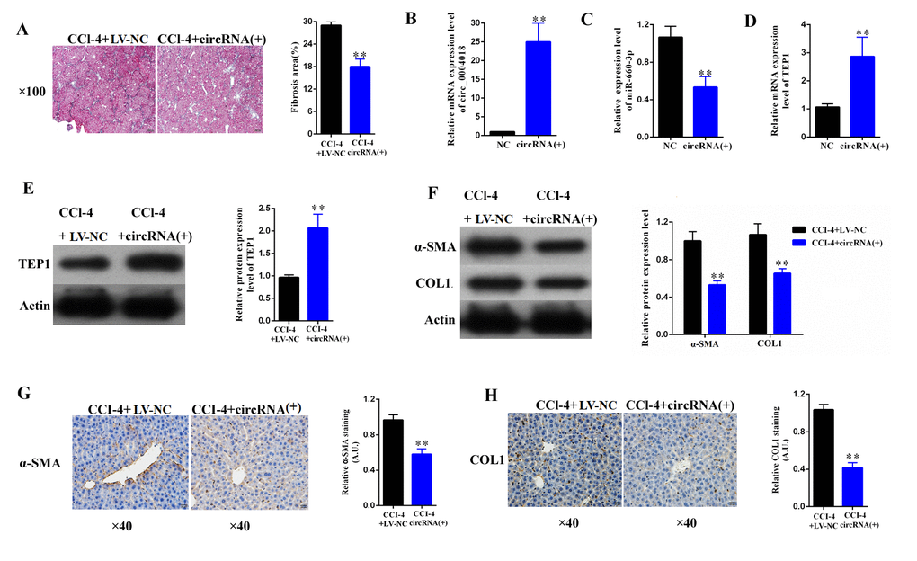 Overexpression of hsa