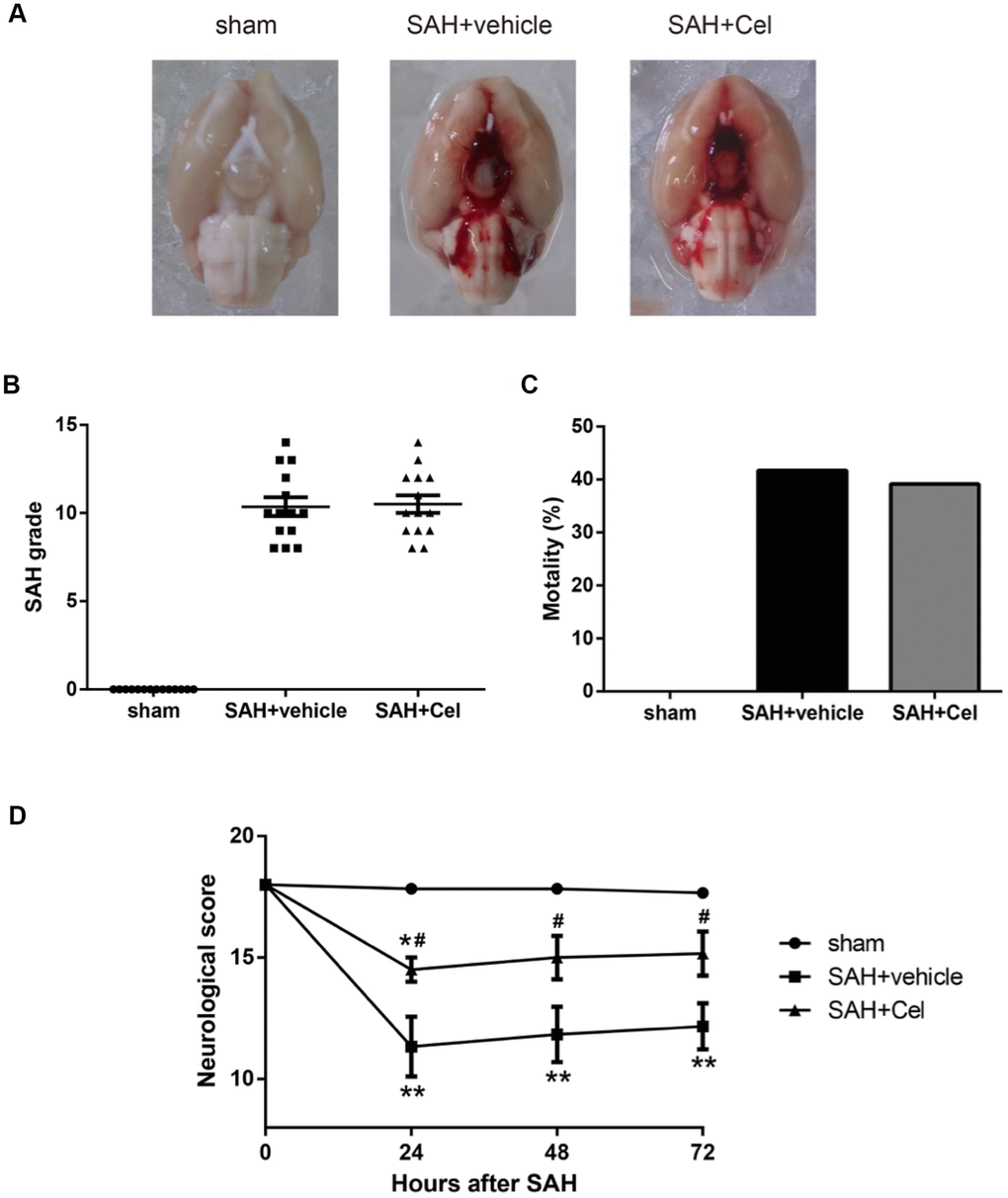 Representative pictures of brains, SAH grade, mortalities and neurological scores at 72 h after SAH. (A) Typical brains of sham, SAH + vehicle, and SAH + Cel group. (B) The grade of SAH severity. (C) SAH-caused mortality rate. (D) Neurological scores at 24, 48 and 72 h after SAH induction. Data were presented as mean±SEM. n = 14. *P P #P 