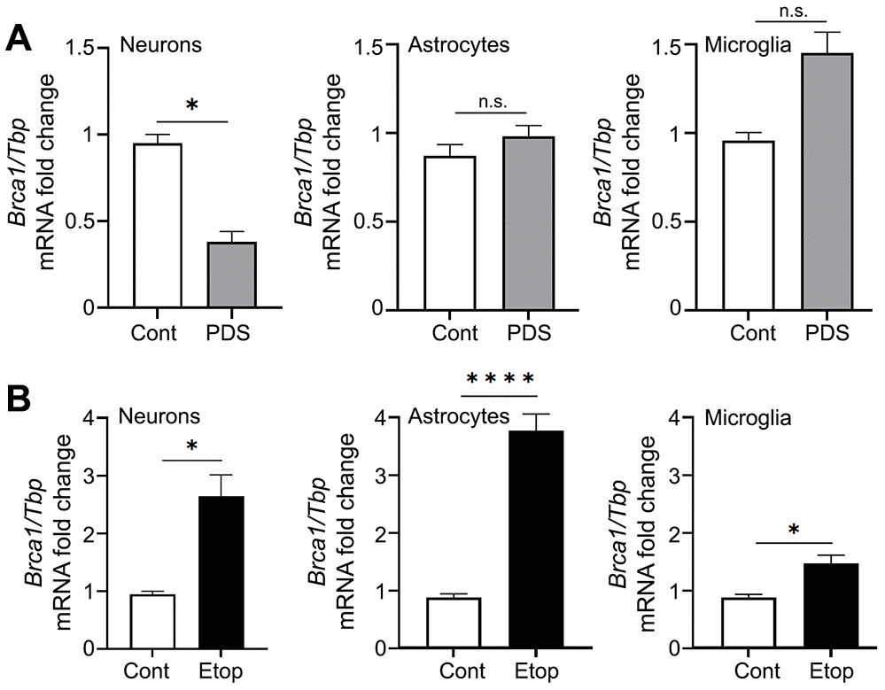 PDS downregulates Brca1 in primary neurons but not in primary astrocytes and microglial cells. (A) Primary cortical neurons, astrocytes and microglial cells were treated with a vehicle or with 2 μM PDS overnight (18 h). Neurons were collected and lysed, and Brca1 expression was determined by qRT-PCR normalized to Tbp. *p=0.05 (t=4.304> t0.975,2 = 4.303; significant). Results were pooled from duplicates of 2–4 independent reactions. (B) Primary cortical neurons, astrocytes and microglial cells were treated with a vehicle or with 2 μM etoposide overnight (18 h). Cells were collected and lysed, and Brca1 expression was determined by qRT-PCR normalized to Tbp. *p