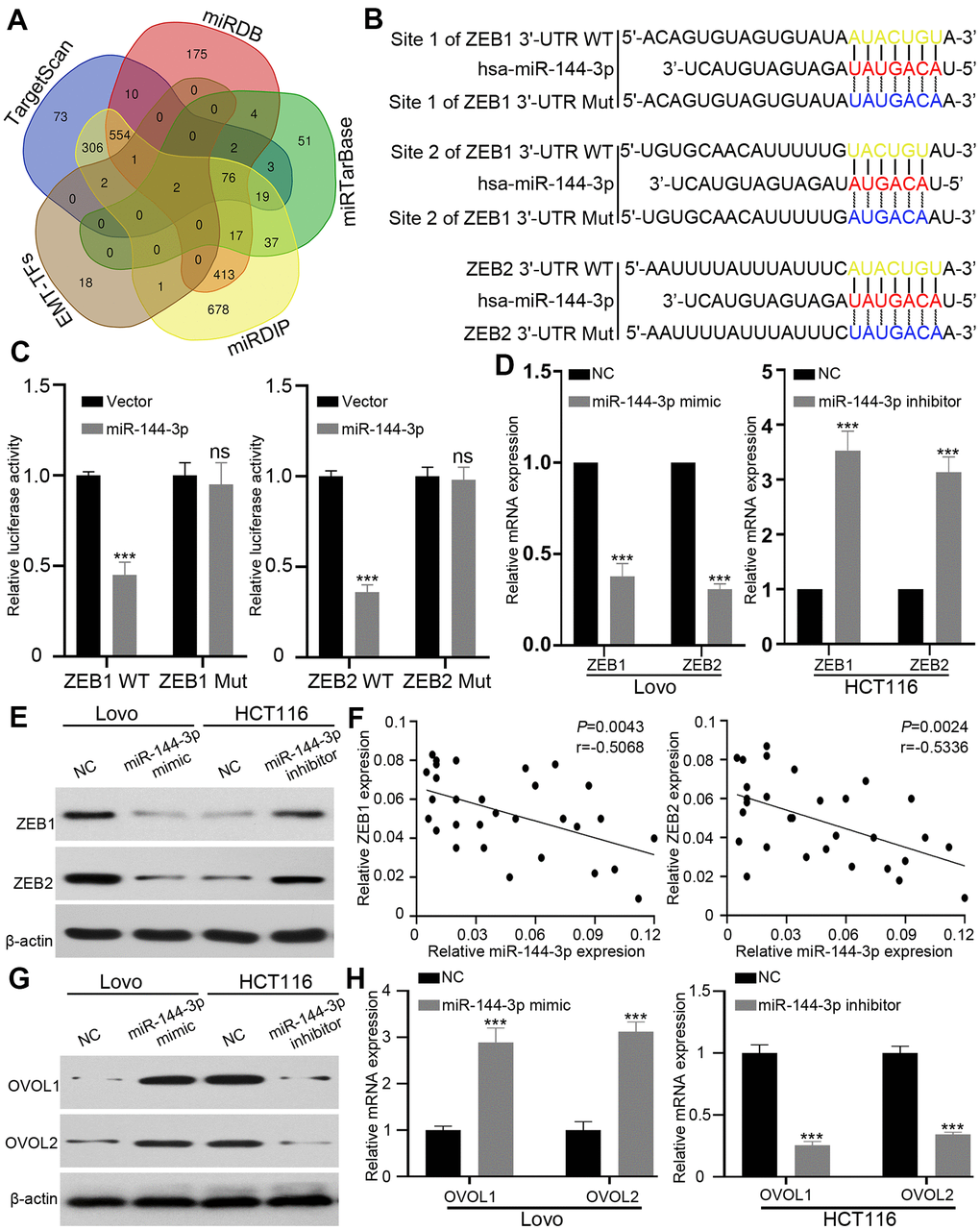 ZEB1 and ZEB2 were direct targets of miR-144-3p. (A) Venn diagram showed direct targets of miR-144-3p in four public database and crucial EMT-TFs for CRA. Only two potential targets ZEB1 and ZEB2 were presented in all the four database and EMT-TFs. (B) The predicted sequences of miR-144-3p binding sites within the 3’-UTR of ZEB1 and ZEB2 including the wild-type (WT) or mutant (Mut) binding site were shown. (C) Luciferase reporter assay showed that overexpression of miR-144-3p significantly repressed luciferase activity in 293T cells transfected with WT binding site of ZEB1 and ZEB2 3'-UTR. (D&E) miR-144-3p inhibited ZEB1 and ZEB2 expression. (D) qRT-PCR results showed mRNA expression levels of ZEB1 and ZEB2 in LovomiR-144-3p mimic cells, HCT116 cellsmiR-144-3p inhibitor and matched control cells. Data were analyzed by using 2-ΔΔCt method. (E) Western blot results showed protein expression of ZEB1 and ZEB2 in LovomiR-144-3p mimic cells, HCT116 cellsmiR-144-3p inhibitor and matched control cells. (F) qRT-PCR analysis of ZEB1 and ZEB2 mRNA expression level in 30 CRATs. Pearson correlation analysis was applied to examine the correlation between miR-144-3p expression and ZEB1 or ZEB2 mRNA expression. (G, H) miR-144-3p promoted OVOL1/2 expression. (G) Western blot analysis of protein expression of transcription factors OVOL1/2. miR-144-3p mimic induced the expression of OVOL1/2 in Lovo cells and miR-144-3p inhibitor reduced OVOL1/2 expression in HCT116 cells. (H) miR-144-3p mimic induced mRNA expression of OVOL1/2 in Lovo cells and miR-144-3p inhibitor reduced OVOL1/2 expression in HCT116 cells. TF, transcription factor. ***, P 