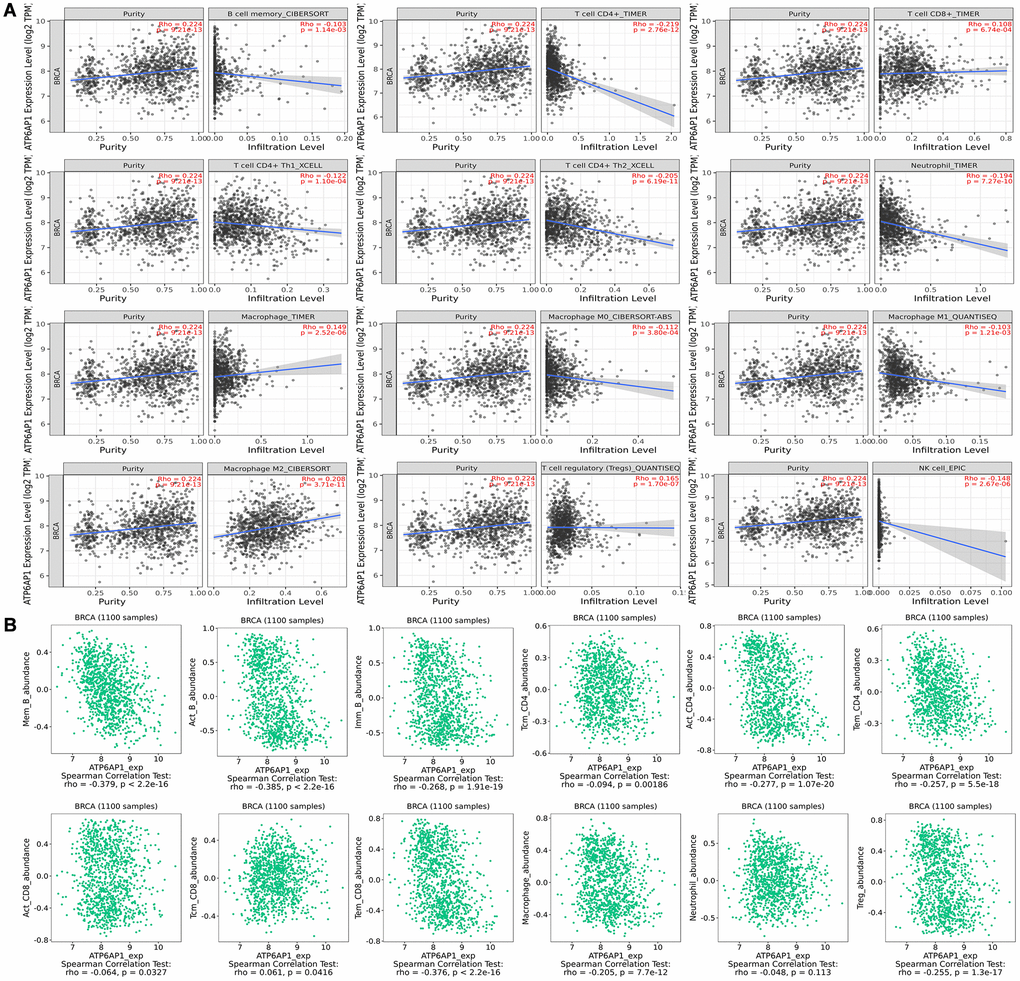 Correlation of ATP6AP1 expression with immune infiltration in BC samples from TIMER and TISIDB. The correlation of ATP6AP1 levels with the infiltrating levels of B cells, CD4+ T cells, CD8+ T cells, macrophages, Tregs, natural killer (NK) cells and neutrophils in BC samples from TIMER (A) and TISIDB (B), respectively (n = 1100). The CIBERSORT, TIMER, XCELL, QUANTISEQ and EPIC in Figure represents the algorithm which the database used.