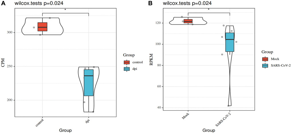 Changes in ATP6AP1 levels after SARS-CoV-2 infections. (A) Comparison of ATP6AP1 levels between the mock (n = 3) and SARS-CoV-2-infected groups (n = 6) of iAT2 cells from the GSE153277 dataset. Triplicate results are shown for iAT2 cells cultured at the air-liquid interface with a mock virus (mock, n = 3), with SARS-CoV-2 one day post-infection (1 dpi, n = 3), and with SARS-CoV-2 four days post-infection (4 dpi, n = 3). (B) ATP6AP1 levels in the SARS-CoV-2-infected group (n = 6) and the mock group (n = 3) of hPSC-LOs from the GSE155241 dataset. CPM: counts per million. RPKM: reads per kilobase million.