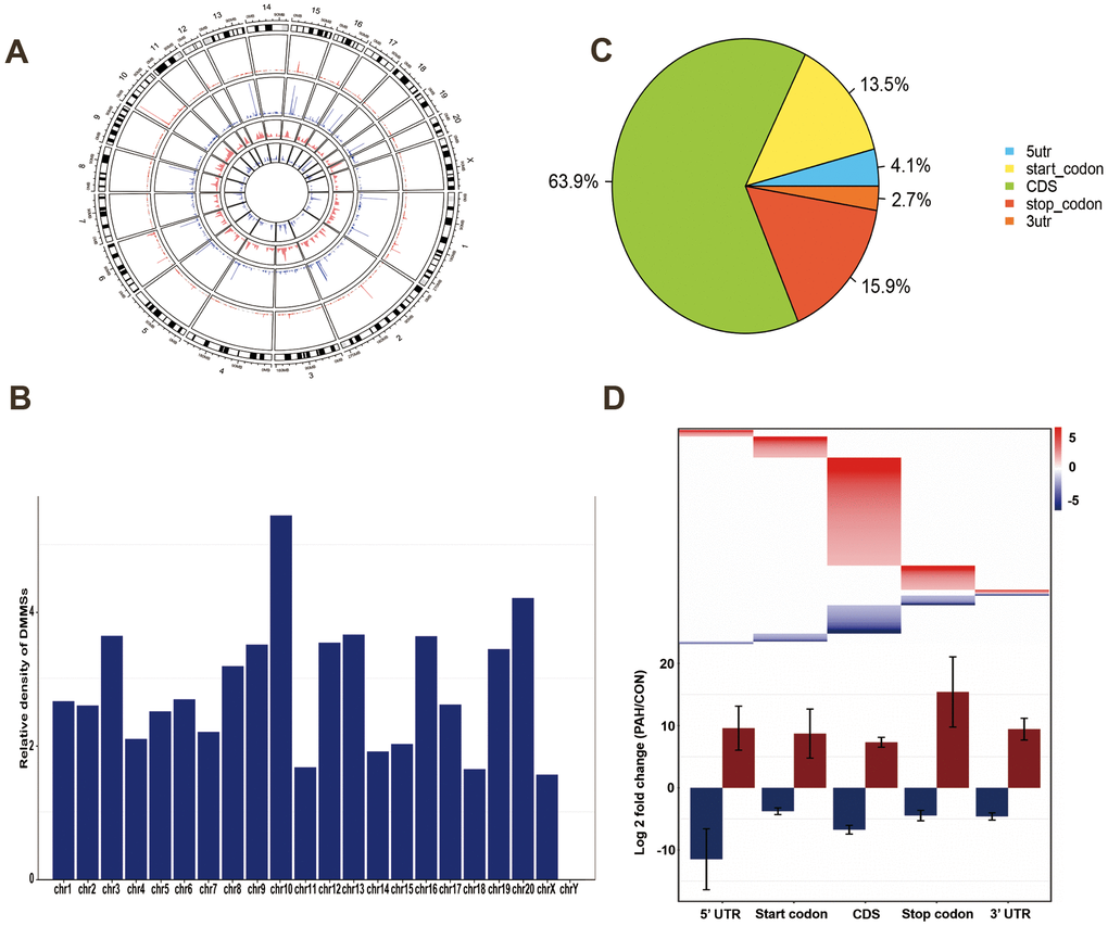 Distribution of differentially methylated N6-methyladenosine sites. (A) Circos plots was used to plot the chromosomal distribution and genomic density of all DMM sites on genome. In the plot, red corresponds to up-methylated sites (gain of methylation) and blue corresponds to down-methylated sites (loss of methylation). Two histogram tracks were closer to the rat genome showed the chromosomal distribution of up-methylated sites and down-methylated sites, respectively. Two genomic density tracks were father from the rat genome showed the genomic density of up-methylated sites and down-methylated sites, respectively. (B) Relative occupancy of differentially methylated m6A sites in each chromosome normalized by length of the respective chromosome. (C) Pie chart showing the percentage of DMM peaks in five non-overlapping segments. Among them the largest proportion is the coding sequence. (D) Statistics of fold change of DMM peaks in five segments. The upper heatmap shows the distribution of the fold change, while the lower histogram shows the mean of the fold change. Error bars represent the standard error of the mean. (DMM: Differentially methylated N6-methyladenosine).