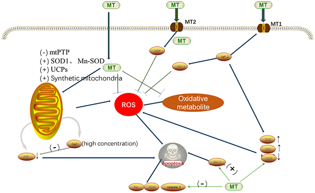 Antioxidant mechanism of MT in cells [7,53]. Abbreviations: MT, melatonin; ROS, reactive oxygen species; mtPTP, mitochondrial permeability transition pore; SOD, superoxide dismutase; Mn-SOD, Mn-superoxide dismutase; UCPs, uncoupling protein gene; HO-1, heme oygenase-1; Nrf-2, nuclear factor erythroid-2-related factor-2; GPx, utathione peroxidase; and NOS, nitric oxide synthase.