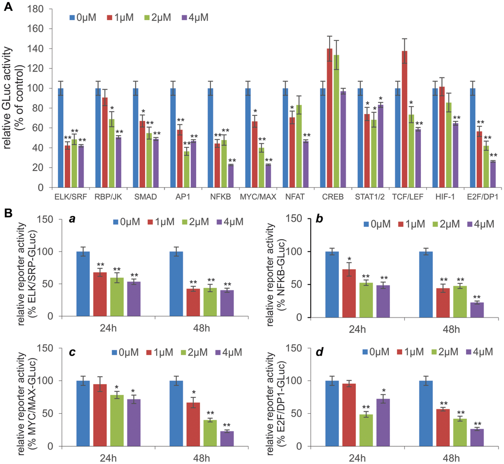 MBZ inhibits multiple cancer-associated signaling pathways in human CR ovarian cancer cells. (A) Effect of MBZ on the 12 cancer-associated pathways in CR human ovarian cancer cells. Subconfluent SKOV3CR cells were transfected with the Gaussia luciferase reporter plasmids for the 12 cancer-associated pathways. At 24 h post transfection, the cells were treated with the indicated concentrations of MBZ for additional 48 h. The culture medium was collected for Gaussia luciferase assay using the Gaussia Luciferase Assay Kit (GeneCopoeia, Rockville, MD). Each assay condition was done in triplicate. *p **p B) MBZ inhibits five cancer-related pathways in dose- and time-dependent manners. The selected five pathway reporter plasmids ELK/SRP (a), NFKB (b), MYC/MAX (c), and E2F/DP1 (d) were transfected into SKOV3CR cells as described in (A). The transfected cells were treated with the indicated concentrations of MBZ for 24 h or 48 h, followed by Gaussia Luciferase activity assays. Each assay condition was done in triplicate. *p **p 