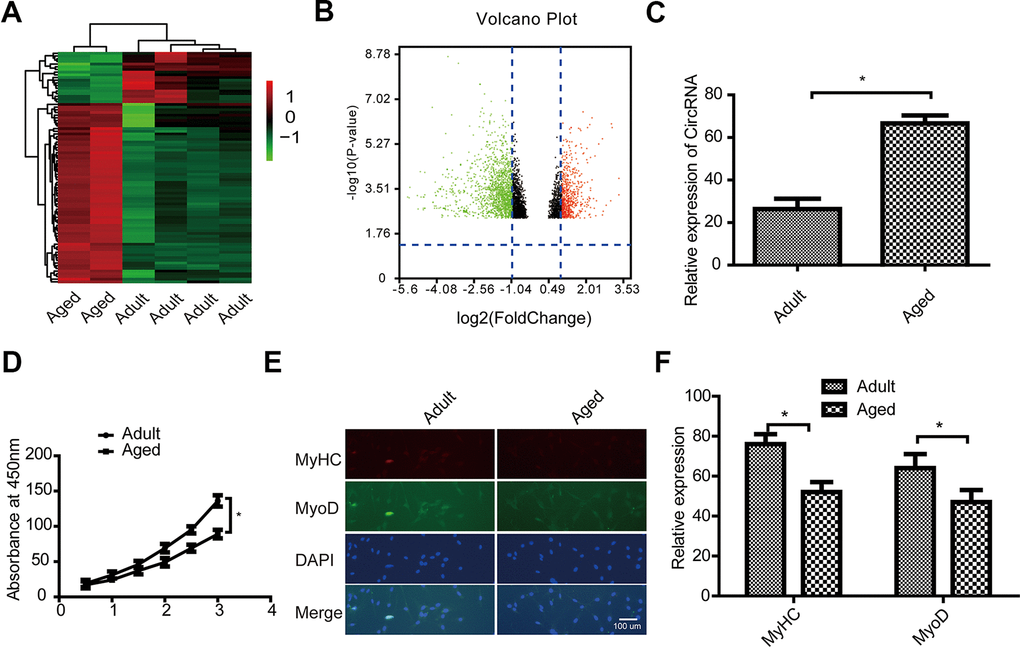 Characterization of circular RNA (circRNA) expression profiles in adult and aged SkMSCs. (A) Volcano plots were used to evaluate differences in circRNA expression between adult and aged SkMSCs. The horizontal line represents a 2.0-fold (log2 scaled) difference in expression and the vertical lines represent P = 0.05 (–log10 scaled). (B) Hierarchical clustering of circRNA expression profiles. Red and green indicate high and low relative expression, respectively. The red and green points in the plot represent the significantly differentially expressed circRNAs. (C) circRNA FUT10 mRNA expression in the above two groups. (D) MTT assay showing adult and aged SkMSC proliferation. (E) Immunofluorescence analysis of MyHC and MyoD expression in adult and aged SkMSCs. (F) Quantification of MyHC and MyoD. Each bar represents the mean ± SEM. *P 