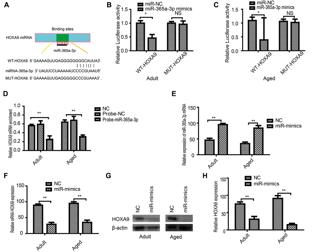 HOXA9 is a direct miR-365a-3p target. (A) Potential miR-365a-3p targets were identified in the HOXA9 3′ UTR using TargetScan software. (B) Adult and aged (C) SkMSCs were transfected with both miR-365a-3p mimic and wild-type or mutant HOXA9 3′ UTR. Binding activity was detected by dual-luciferase activity. (D) RNA pull-down assay results indicated that HOXA9 binding was enriched on miR-365a-3p probes. (E) miR-365a-3p mRNA was examined by real-time qPCR. (F) qPCR and (G) western blotting were performed to evaluate HOXA9 mRNA and protein expression in transfected cells. (H) Quantification of HOXA9 was normalized to β-actin. NC-antagomir, NC-mimics: control group. *P 