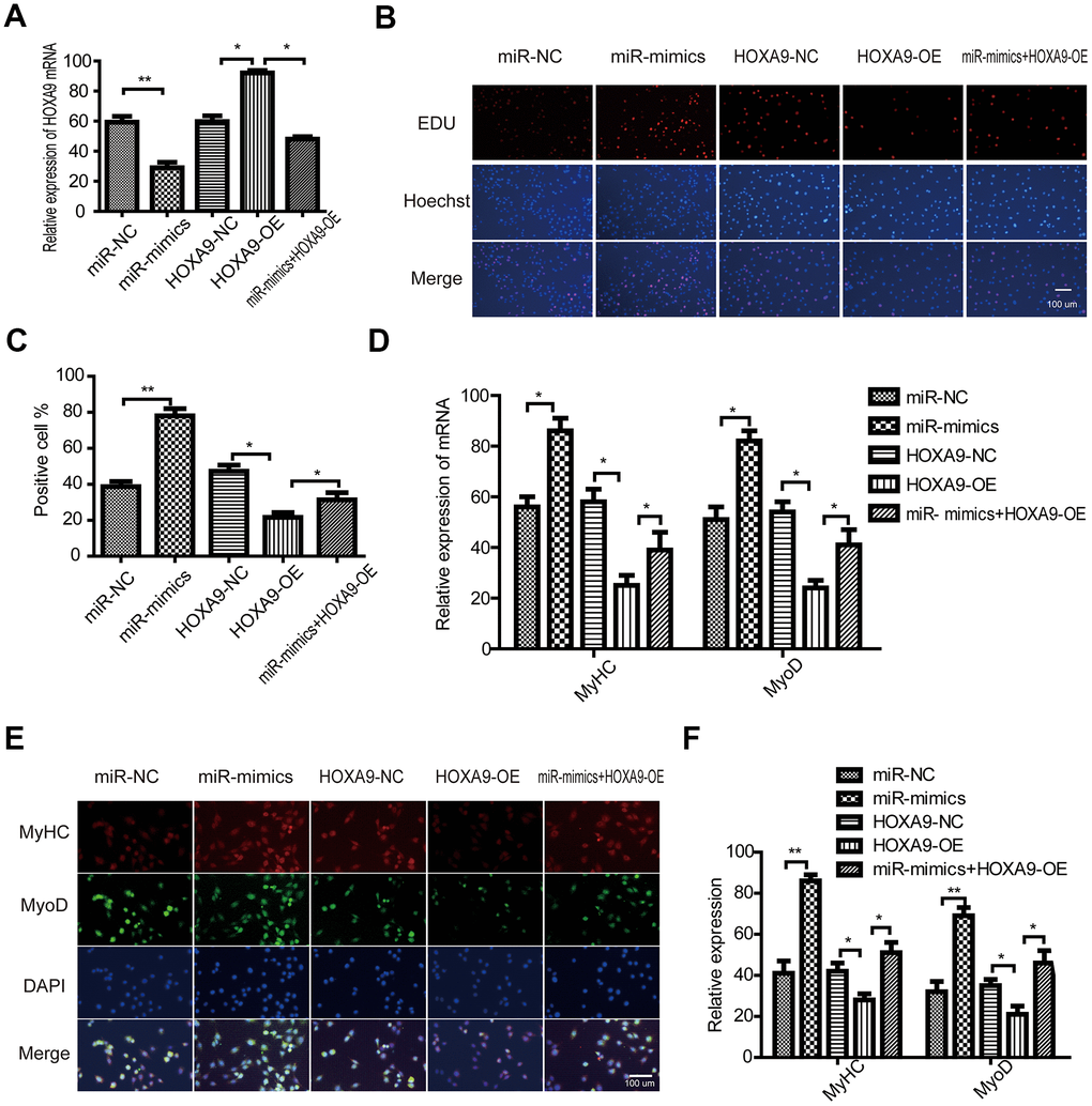 miR-365a-3p regulates SkMSC proliferation and differentiation by targeting HOXA9. (A) SkMSCs were transfected with negative control (NC) miRNA, miR-365a-3P mimic, HOXA9-NC, HOXA9 overexpression vector (HOXA9-OE), and miR-365a-3p + HOXA9-OE. HOXA9 mRNA was examined by qPCR. (B) SkMSC proliferation was measured by EdU assays. (C) Quantification of EdU-positive cells. (D) MyHC and MyoD mRNA were examined by real-time qPCR. (E) Western blot analysis showing MyHC and MyoD protein expression in different groups. (F) Quantification of MyHC and MyoD were normalized to β-actin. *P 