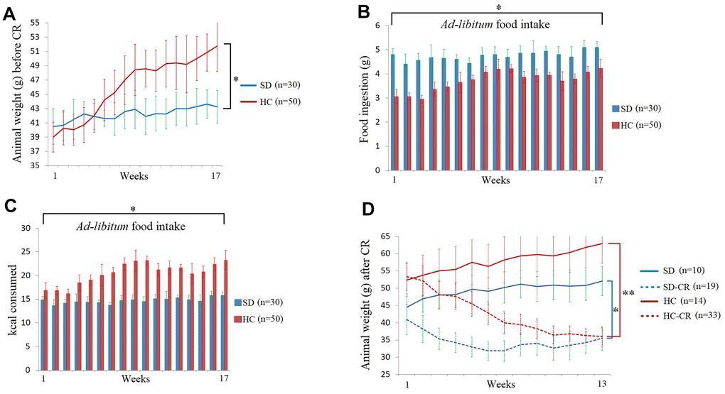 Food and calorie consumption during the development of the experimental animal model. The body weights of the average of the animal groups before calorie restriction (CR) (A). Food ingestion of the average of the animal groups expressed in grams before CR (B). Kcal consumption of the average of the animal groups before CR (C). The animal weights expressed in grams during the CR period (D). The data are the mean ± s.d. *P 