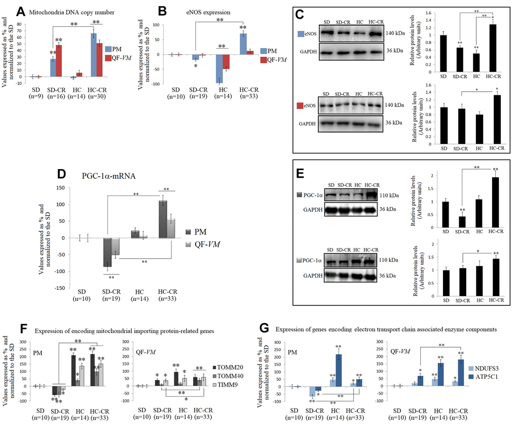 Mitochondrial DNA copy numbers and the expression of mitochondrial biogenesis-related activators in mice subjected to CR. Mitochondrial DNA copy number (A) was analyzed with the Detroit-Mouse-mt-DNA analysis kit (Supplementary Material, 1). For each group, the value was expressed as a percentage (%); the SD value was set to 0, and the rest of the groups were normalized to this level for comparison. eNOS (B, C) and PGC-1α (D, E) were analyzed at the transcriptional and translational levels. TOMM20, TOMM40, TIMM9 (F), and NDUFS3 and ATP5C1 (G), were analyzed at the transcriptional level. For the qPCR assay, each primer was analyzed with SYBR Green fluorescence detection and the transcript levels, expressed as a %, were normalized to those of the endogenous control 18s rRNA. Protein expressions were obtained by Western Blot analysis and quantified with Image Lab 6.1 software. SD expression was set as 1 and the relative protein levels were normalized as a ratio of GAPDH expression. The data are the mean ± s.d. *P 