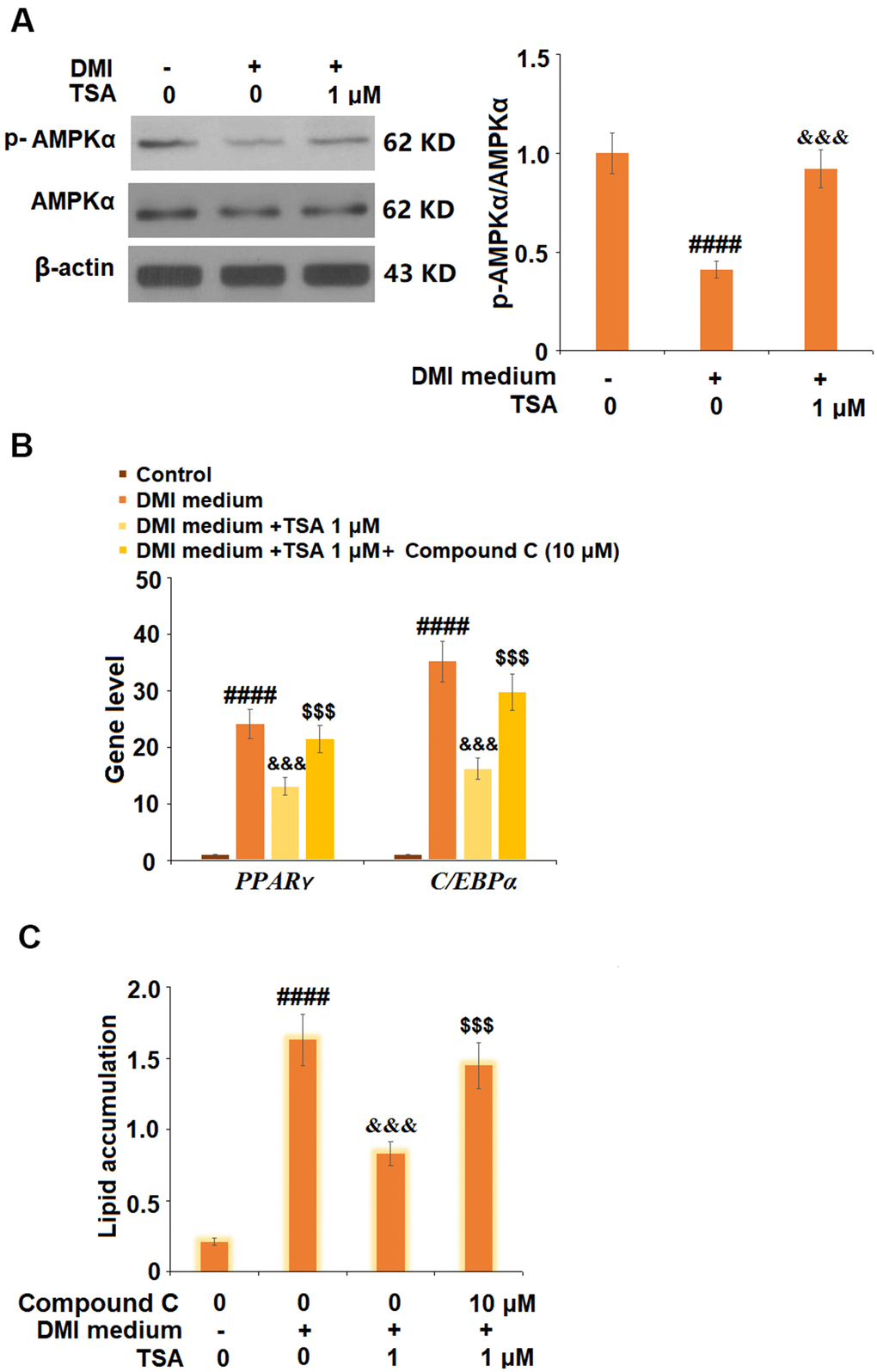 TSA activates the AMPK pathway. (A) Cells were incubated with a differentiation cocktail (DMI) medium with TSA (1 μM). Phosphorylated and total levels of AMPKα were measured; (B) Cells were incubated with differentiation cocktail (DMI) medium with TSA (1 μM) or Compound C (10 μM) for 8 days. mRNA of PPAR-γ and C/EBPα; (C) Lipid accumulation was examined by measuring absorbance at 540 nm of Oil Red O (n=5-6, ####, P