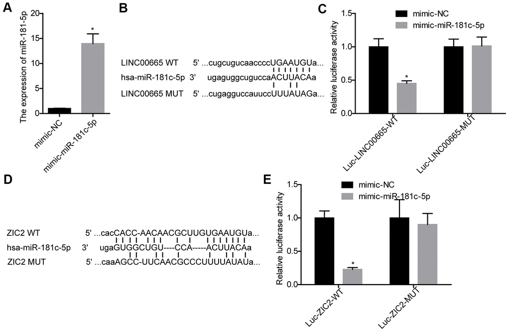 Evaluation of the relationship between LINC00665 and miR-181c-5p, and miR-181c-5p and ZIC2. (A) The expression of miR-181c-5p was detected by RT-PCR after SK-LU-1 cells were transfected with mimic-miR-181c-5p or mimic-NC. (B) Predicted binding sites between LINC00665 and miR-181c-5p. (C) Luciferase gene reporter assay was carried out to verify whether miR-181c-5p was a target gene of LINC00665 in SK-LU-1 cells. (D) A schematic drawing indicated the putative binding sites between miR-181c-5p and ZIC2. (E) Luciferase gene reporter assay was carried out to verify whether ZIC2 was a target gene of miR-181c-5p in SK-LU-1 cells. (*p0.05).