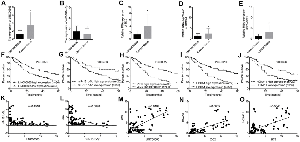 Evaluation of the expression levels of LINC00665, miR-181c-5p, ZIC2, HOXA1 and HOXA11 in LUAD tissues and their clinical values. (A–E) The expression of LINC00665, miR-181c-5p, ZIC2, HOXA1 and HOXA11 in 84 paired LUAD tissues and the paracancerous normal tissues were tested by RT-PCR technology. (F–J) Overall survival analysis of the effects of different expression levels of LINC00665, miR-181c-5p, ZIC2, HOXA1 and HOXA11 in the prognosis of LUAD patients. (K–O) Pearson correlation analysis of the correlations between LINC00665, ZIC2, miR-181c-5p, HOXA1 and HOXA11. (*p