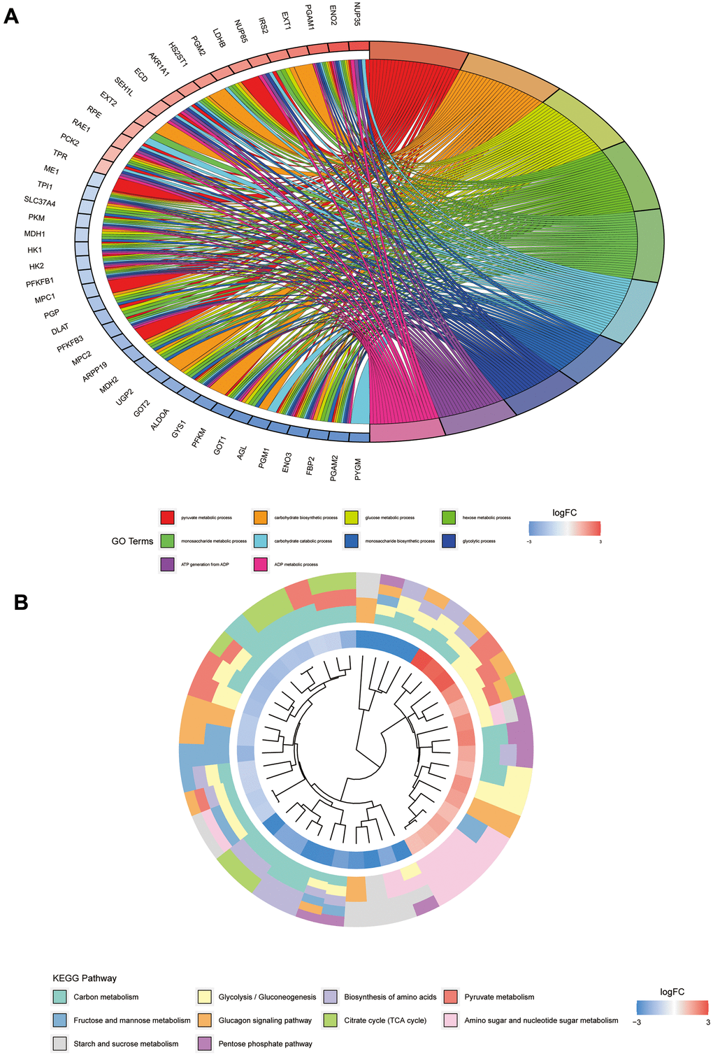 GO and KEGG pathway analyses of glycolysis-related genes. (A) Represents the GO pathway analysis; each colour represents a GO entry, and the top 10 GO entries are shown. (B) Represents the KEGG pathway analysis; each colour represents a pathway, and the innermost layer represents the size of the logFC value of the gene.