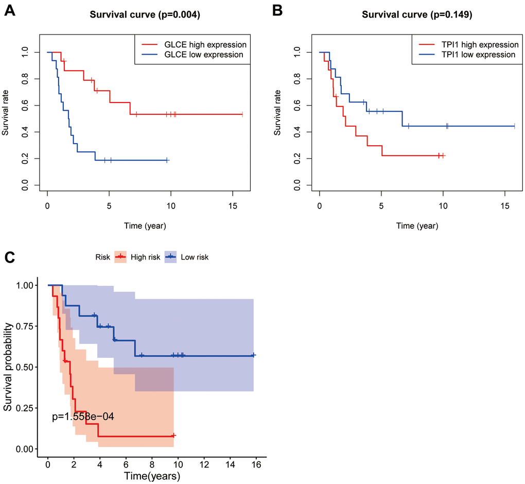 Plots of survival analysis. Plots (A, B) represent survival curves based on high and low expression of GLCE and TPI1. Plot (C) shows survival curves based on high and low risk of the model.