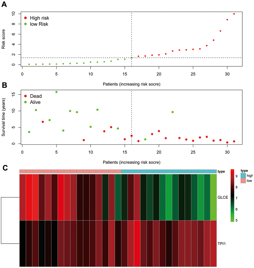 Risk assessment graph. (A) The risk score of the patients; (B) survival and death of the patients, and (C) the expression of the two genes in the high- and low-risk groups.