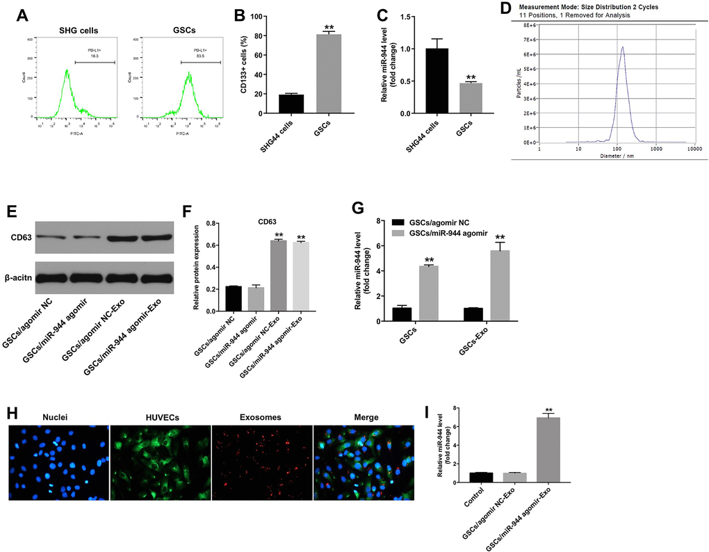 Exosomes transport GSC-derived miR-944 to HUVECs. (A, B) Flow cytometry analysis shows isolation and enrichment of CD133+ GSCs from SHG44 cells. ** denotes P C) RT-qPCR analysis shows miR-944 levels in SHG44 cells and CD133+ GSCs. **P D) NTA results show mean diameter of exosomes isolated from the conditioned medium of agomiR-944-transfected GSCs. (E, F) Western blotting analysis shows CD63 levels in agomir-NC-transfected GSCs (GSC/agomiR-NC), agomiR-944-transfected GSCs (GSC/agomiR-944), GSC/agomir-NC-derived exosomes (GSC/agomiR-NC-Exo), and GSC/agomiR-944 agomir-derived exosomes (GSC/agomiR-944-Exo). **P G) RT-qPCR analysis shows miR-944 expression levels in GSC/agomiR-NC, GSC/agomiR-944, GSC/agomiR-NC-Exo, and GSC/agomiR-944-Exo. **P H) Confocal microscopy images show exosomes and their uptake into HUVECs. Exosomes are stained with PKH67 (red color); HUVECs are stained with phalloidin-FITC (green color); nuclei are stained with DAPI (blue color). (I) RT-qPCR analysis shows miR-944 levels in HUVECs co-cultured with GSC/agomiR-NC-Exo or GSC/agomiR-944-Exo. **P 