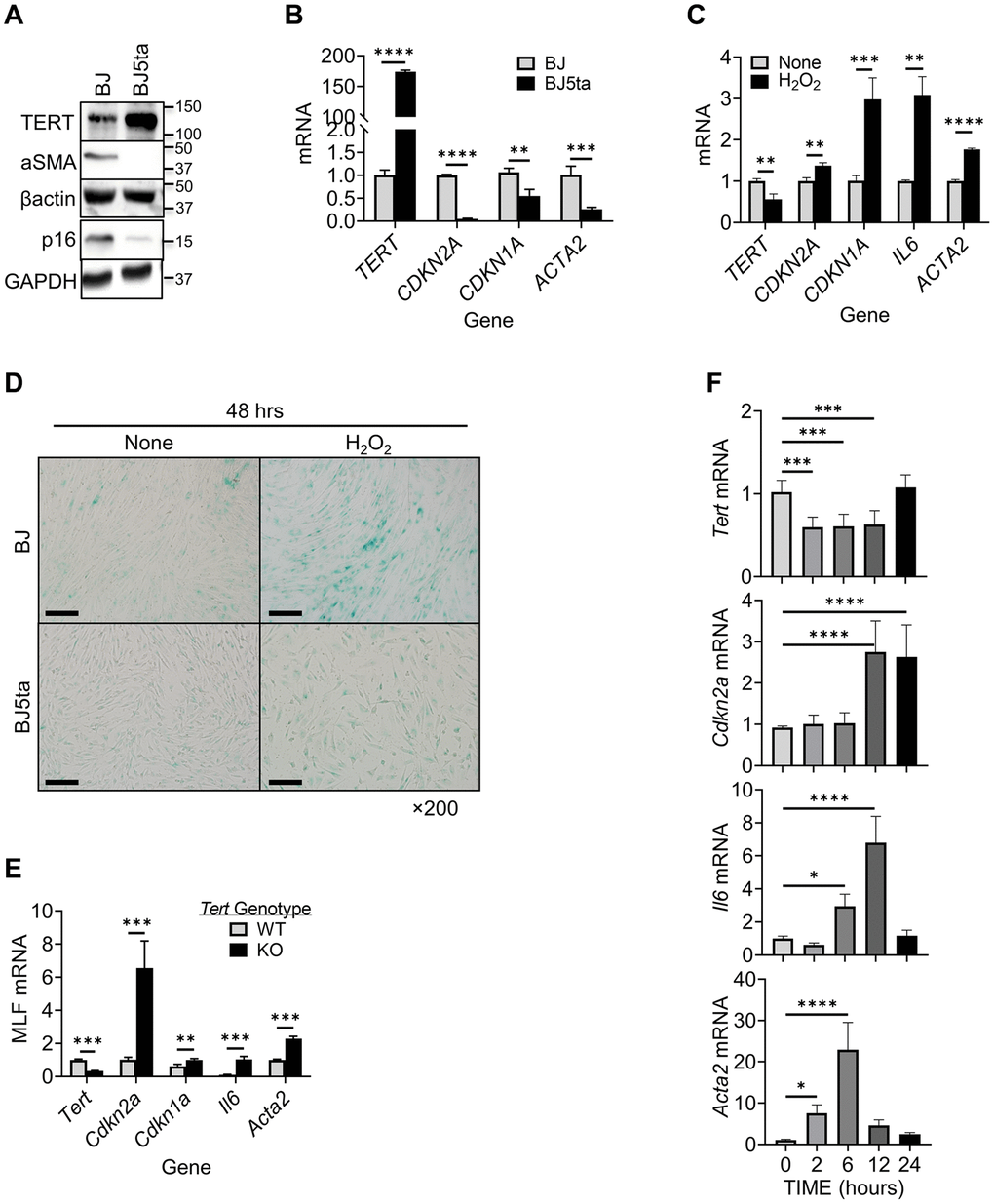 TERT expression was negatively correlated with αSMA and p16 expression in fibroblasts. (A) Cell lysates were analyzed for TERT, αSMA and p16 proteins by Western blotting. Representative blots from 3 separate experiments are shown. (B) RNA samples were analyzed for TERT, CDKN2A,CDKN1A and ACTA2 mRNAs by qPCR and expressed as 2−ΔΔCT. The fold change relative to BJ cells is shown for each gene. (C) BJ cell RNA was collected after 6 hours of treatment with H2O2, and analyzed for TERT, CDKN1A, CDKN2A, IL6, and ACTA2 by qPCR. (D) Cellular senescence was examined by SA-β-gal staining in cultured cells. A representative image set is shown. Scale bars: 100 μm. (E) MLF RNA was analyzed for Tert, Cdkn2a, Cdkn1a, Il6 and Acta2 by qPCR. (F) Primary cultured MLFs were treated with BLM for indicated hours and then analyzed for Tert, Cdkn2a, Il6, and Acta2 by qPCR. N = 3–4 in (B) and (C), N = 3–5 in (E) N = 6 in (F). *P **P ***P ****P 