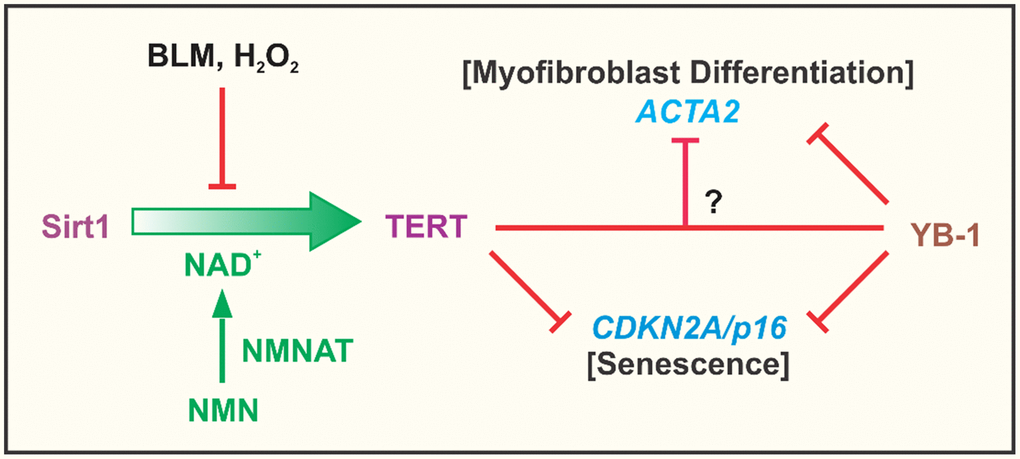 Summary cartoon. The findings from the study confirmed the importance of NAD+ dependent Sirt1 in regulation of TERT expression in fibroblasts, which was suppressed by the cellular senescence inducing agents, BLM and H2O2. This suppression was due apparently to depletion of NAD+ since it was reversed by NMN supplementation to increase intracellular NAD+ upon conversion by nicotinamide nucleotide adenylyltransferase (NMNAT). Elevated TERT expression such as in BJ5ta fibroblasts, potently inhibited ACTA2 and CDKN2A gene expression, with evidence of its direct binding to the CDKN2A but not the ACTA2 promoter. TERT inhibition of ACTA2 expression, did not depend on CDKN2A, suggesting that TERT regulation of myofibroblast differentiation was independent of its effects on senescence. YB-1, a known suppressor of both CDKN2A and ACTA2 expression, exhibited binding interactions to the promoters of both genes. Additionally or alternatively, it might interact with TERT to inhibit ACTA2, however inhibition by TERT could not be overcome by depletion of YB-1.