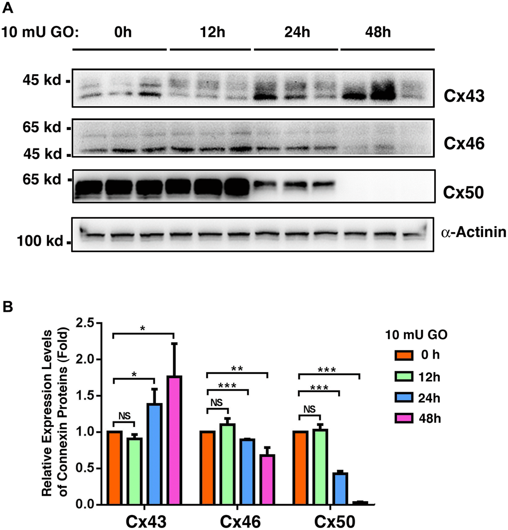 Oxidative stress-induced changes of the connexins Cx43, Cx46 and Cx50 in the whole lenses of 4-week mice after treatment by 10 milli-units (mU) of glucose oxidase (GO) for different time. Treatment of mouse lenses by 10 mU GO caused in vitro cataractogenesis in 24 and 48 hours (data not shown). (A) Western blot analysis of Cx46 and Cx50 in mouse lenses after treatment with 10 mU glucose oxidase for 0–48 h as indicated. α-Actinin was showed as a loading control. (B) Quantification of the western blot results in (A). NS, not significant, *p **p ***p 