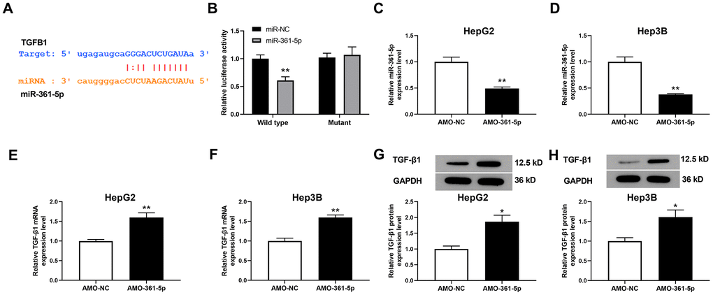 Relationship between miR-361-5p and TGF-β1. (A) Prediction of the binding site of miR-361-5p and TGF-β1. (B) Luciferase reporter assay verified the direct binding effect between miR-361-5p and TGF-β1. (C) The effect of AMO-361-5p on miR-361-5p in HepG2 cells. (D) The influence of AMO-361-5p on miR-361-5p in Hep3B cells. (E) The influence of miR-361-5p knockdown on TGF-β1 mRNA levels in HepG2 cells. (F) The influence of miR-361-5p knockdown downregulation on TGF-β1 mRNA levels in Hep3B cells. (G) The influence of miR-361-5p knockdown on TGF-β1 protein levels in HepG2 cells. (H) The influence of miR-361-5p knockdown downregulation on TGF-β1 protein expression in Hep3B cells. The obtained data were expressed as mean ± SEM. * P 