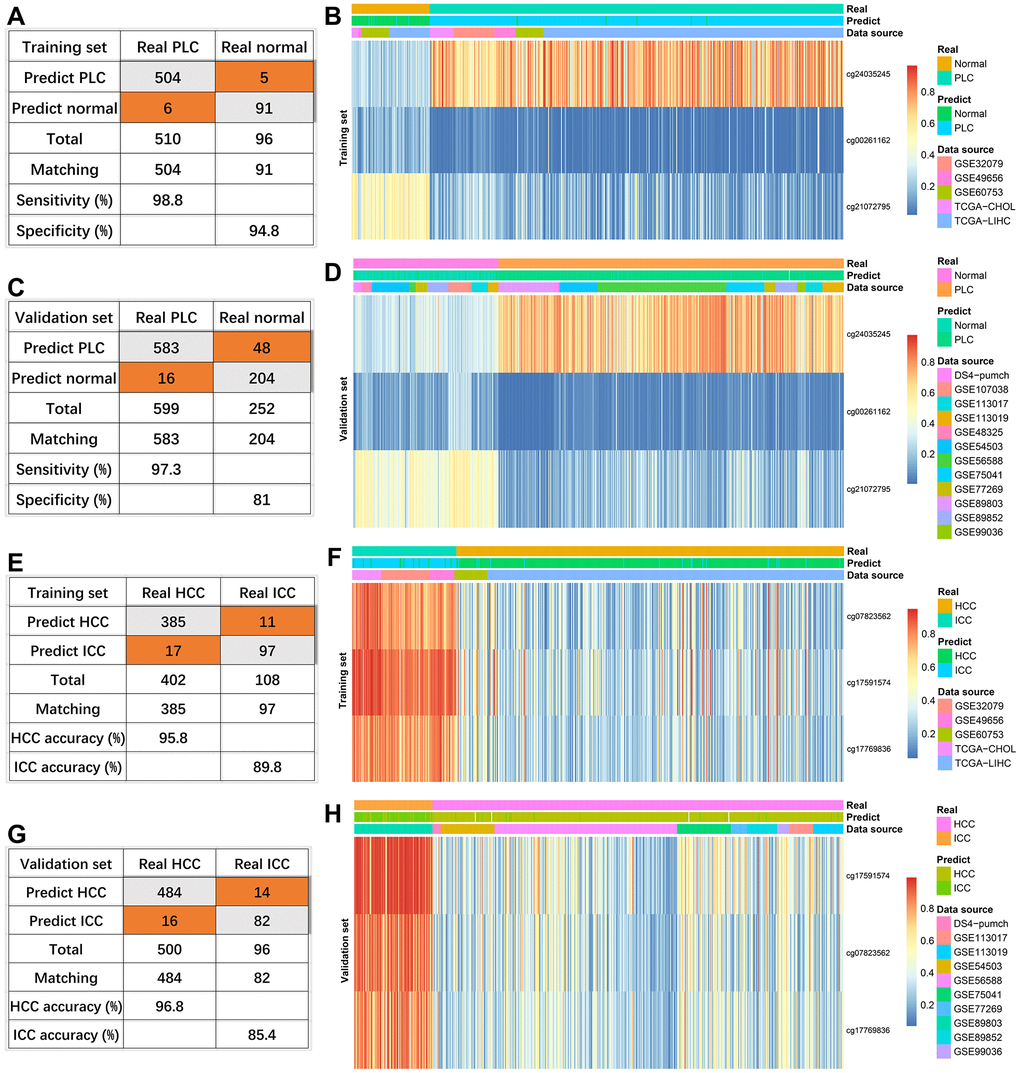 Effectiveness of diagnostic models. The diagnosis efficiency of the model for distinguishing between PLC and normal in the training set (A) and validation set (C). The heatmaps (PLC versus Normal) including real status, predict status, data source, and methylation values of indicated sites in the training set (B) and validation set (D). The diagnosis efficiency of the model for distinguishing between HCC and ICC in the training set (E) and validation set (G). The heatmaps (HCC versus ICC) including real status, predict status, data source, and methylation values of indicated sites in the training set (F) and validation set (H).