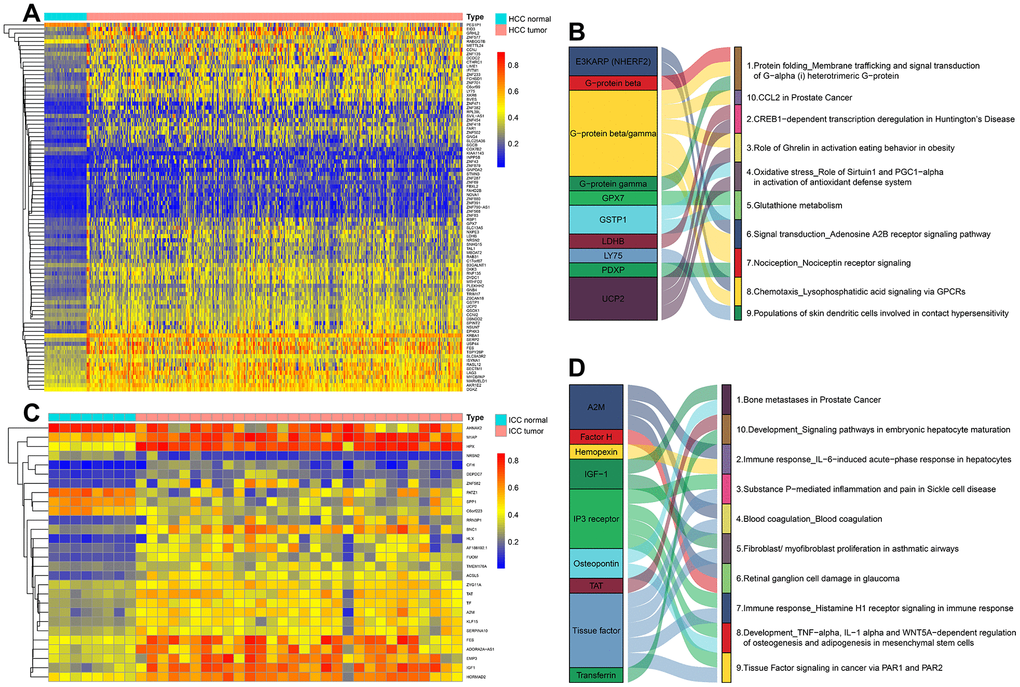 The methylation heatmaps and enrichment pathways of DNA methylation-driven genes. The methylation heatmap of DNA Methylation-Driven Genes in HCC (A) and ICC (C). The enrichment pathways of DNA Methylation-Driven Genes in HCC (B) and ICC (D).