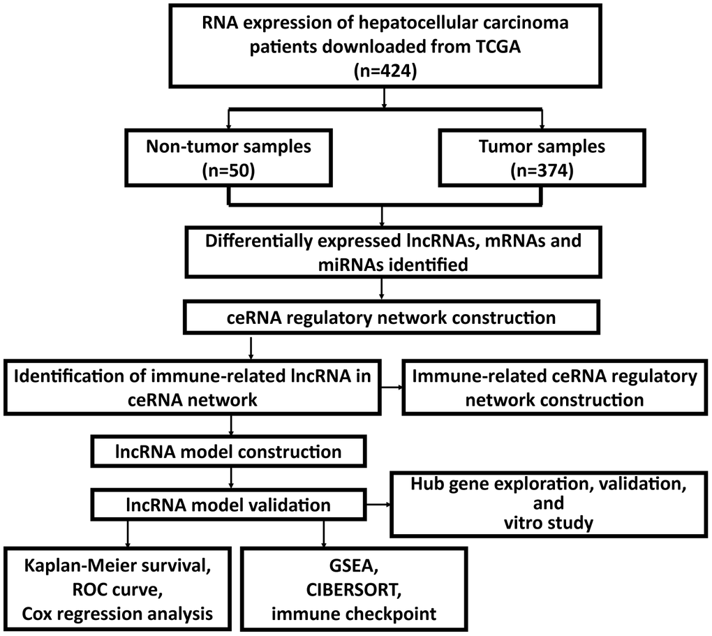 Flow chart of the whole study.