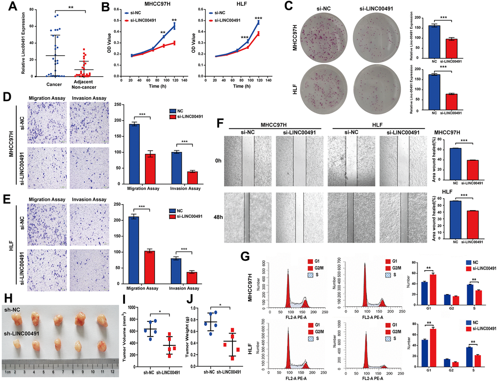 The role of LINC00491 in HCC. (A) LINC00491 was overexpressed in HCC tissues than that of paracancerous tissues harvested from Zhujiang cohorts. (B) The results of CCK-8 assays in the MHCC-97H cell line and the HLF cell line showed lower absorbance in HCC cells with LINC00491 knockdown at 96h and 120h, respectively. (C) The colony formation assay indicated that LINC00491 silencing significantly suppressed the growth of HCC cells. (D, E) The results of transwell assays showed that LINC00491 silencing significantly suppressed invasion and migration rates of HCC cells. (F) LINC00491 silencing significantly repressed wound healing in HCC cells. (G) The results of cell cycle revealed that LINC00491 depletion significantly inhibited cell cycle progression in MHCC97H and HLF cells. (H) Photographs of the subcutaneous tumors are shown. (I, J) The tumor volumes and weights were measured. * p 