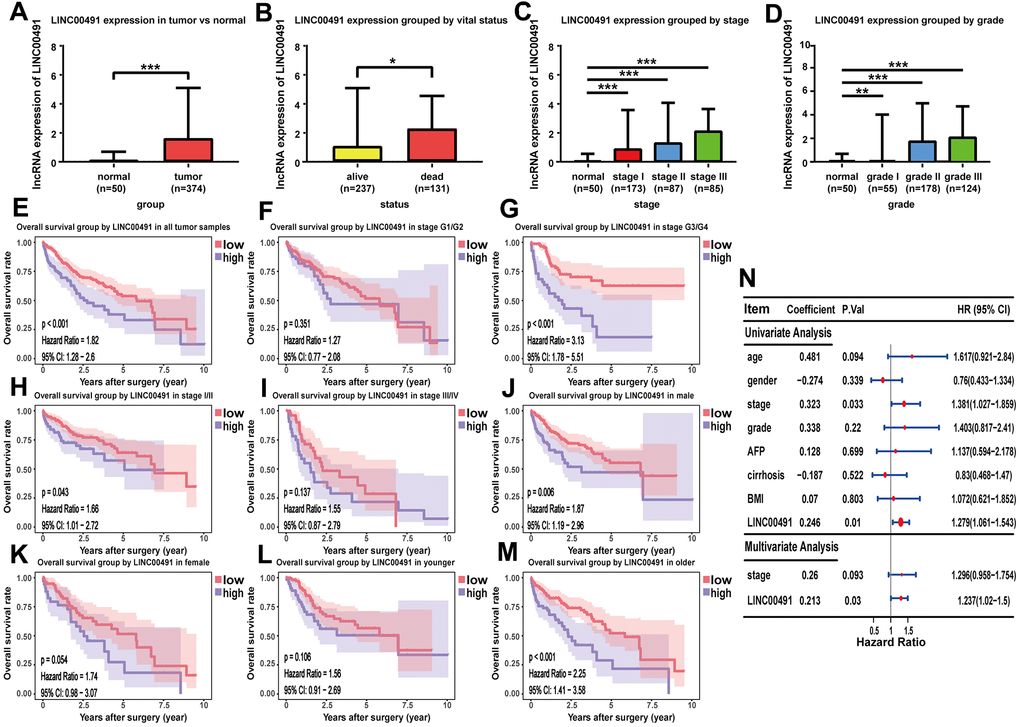 The characteristic of LINC00491 in TCGA-LIHC. LINC00491 was significantly differentially expressed in different groups classified by (A) HCC tissues, (B) vital status, (C) AJCC stage and (D) histologic grades. (E) The potential prognostic ability of LIHC00491 in HCC patients and subgroup analysis of (F, G) histologic grade, (H, I) stage, (J, K) gender and (L, M) age. (N) Forest plot for univariate Cox regression analysis and multivariate Cox regression analysis among LINC00491 and other clinical characteristics. * p 