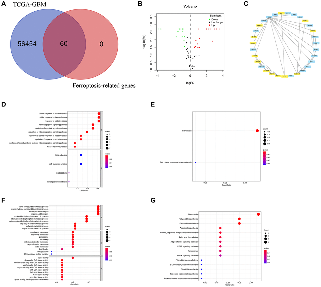 Identification of FRGs in GBM. (A) A Venn diagram indicating that 60 FRGs were identified in the TCGA-GBM cohorts. (B) Volcano plot showing DEGs among FRGs in GBM. (C) A PPI network on the relationship between up-regulated and down-regulated DEGs. Blue or yellow are up-or down-regulated DEGs, respectively. (D) GO analysis of up-regulated DEGs. (E) KEGG analysis of up-regulated DEGs. (F) GO analysis of down-regulated DEGs. (G) KEGG analysis of down-regulated DEGs.