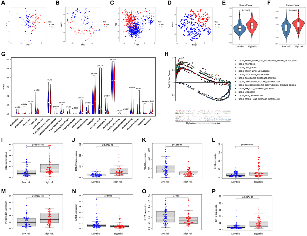 Analysis of differences between high- and low-risk subgroups (tumor microenvironment, immune cell infiltration, and immune checkpoint regulators). PCA (A) and t-SNE (B) analysis supported the stratification into two GBM subclasses the TCGA cohort. PCA (C) and t-SNE (D) analysis supported the stratification into two GBM subclasses the CGGA cohort. The comparison of stromal scores (E) and immune scores (F) in high- and low-risk subgroups. (G) The comparison of immune cell fractions between high- and low-risk subgroups. (H) The pathways enriched in high-risk GBM through GSEA analysis by enrichment map. (I–P) The key Immune checkpoint regulators with significant differential expression in the high- and low-risk subgroups.