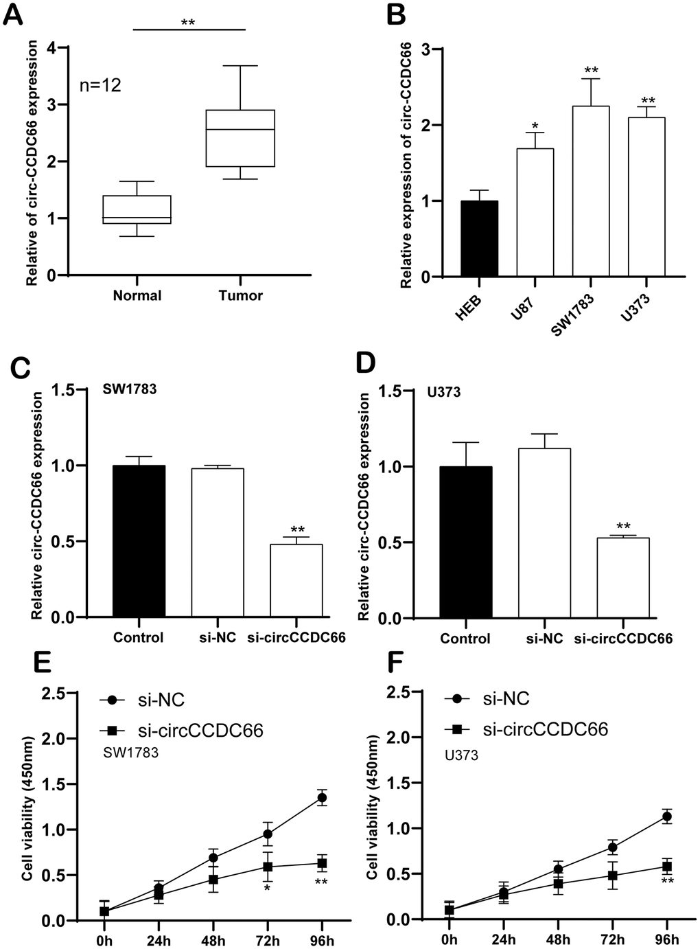 Enhanced circCCDC66 in promoted glioma cell proliferation. (A) Relative expression of circCCDC66 in glioma tissue samples and their paired non-cancerous tissue samples measured by RT-qPCR. (B) Relative expression of circCCDC66 in glioma cell lines and normal cell line measured by qRT-PCR. (C, D) Relative circCCDC66 expression in SW1783 and U373 cells after transfection. (E, F) Cell viability was decreased in SW1783 and U373 cells transfected with si-circCCDC66. *P P P 