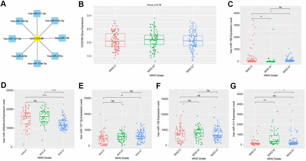 Construction of circCCDC66-miRNA interacting network. (A) CircCCDC66 may interact with 8 miRNAs using RegRNA 2.0 database. (B) The expression level of circCCDC66 in different WHO Grade. (C–G) The expression level of miRNA that circCCDC66 may interact with in different WHO Grade.