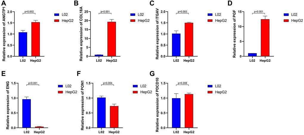 The relative expression of 7 angiogenesis-related genes between normal liver cell lines and hepatocarcinoma cell lines. ANGTP1 (A), COL18A (B), ITGAV (C), PGF (D) were relatively highly expressed in hepatocarcinoma cell lines, while ENG (E), PON1 (F) had higher expression in normal liver cell lines. (G) There is no significant difference in the expression of PDCD10 in the two cell lines.